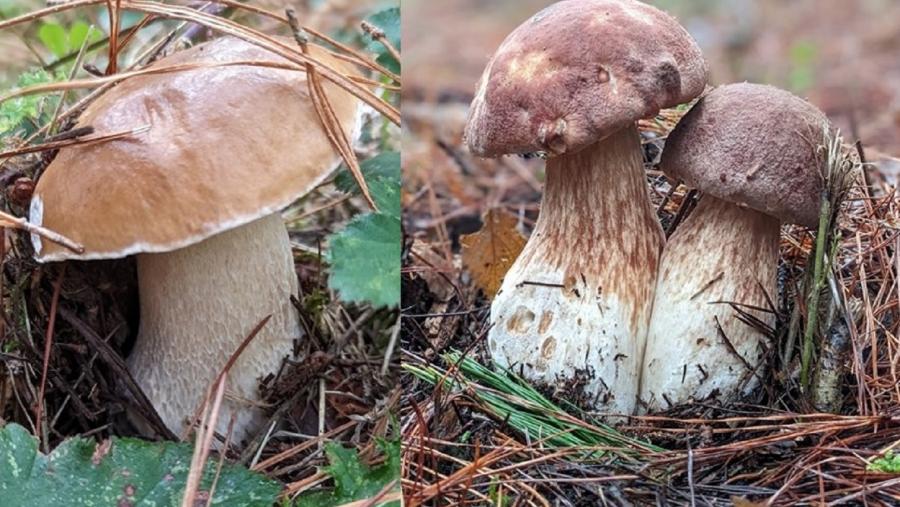 Imaxe dun exemplar de 'Boletus edulis' (esquerda) e de dous 'Boletus pinophilus'. Fotos: Julián Alonso