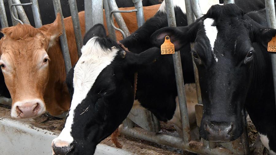 Vacas nunha explotación intensiva. Foto: Santi Alvite