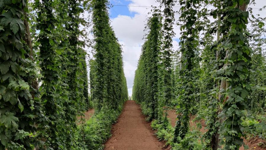 A EPSE ensaiará o uso de auga rexenerada en parcelas de lúpulo en Abegondo e León 