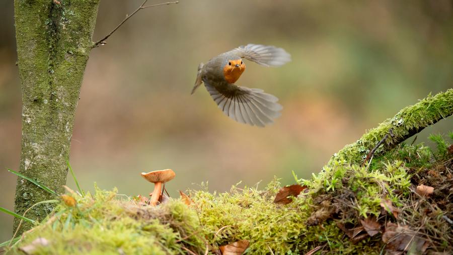 O primeiro premio foi para Juan Villarino Fernández-Ardisana polo seu traballo titulado ‘Erithacus rubecula’ 