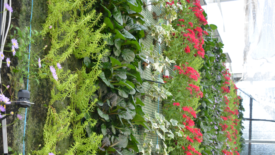 Xardín vertical na EPS de Enxeñaría 