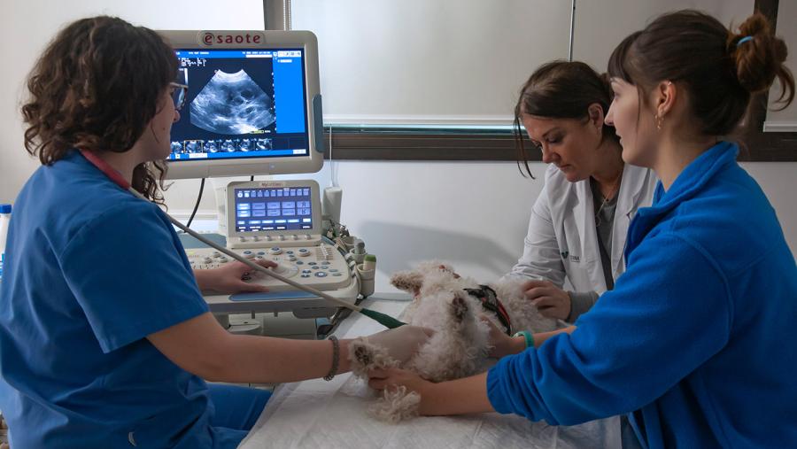 A Fundación cumpre tres décadas neste 2024. FOTO: https://rofcodina.org/