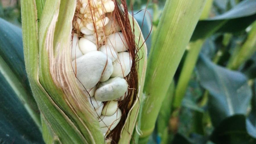 As bugallas das mazarocas afectadas, cando se colleitan no momento óptimo, son comestibles