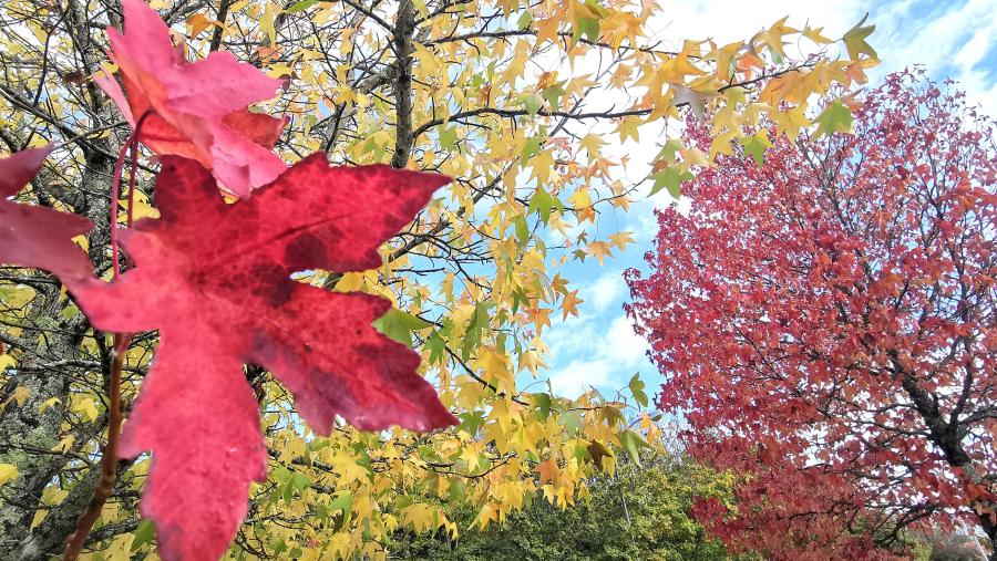 O outono vai durar case 91 días. FOTO: Santi Alvite