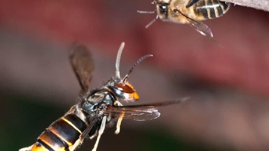 Imaxe de arquivo de exemplares de avespa velutina. Foto: Atlantic Positive