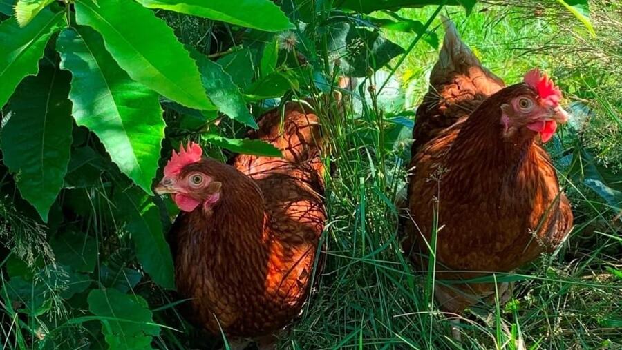 Funtrapa investiga o uso de fungos para coidar a saúde das galiñas