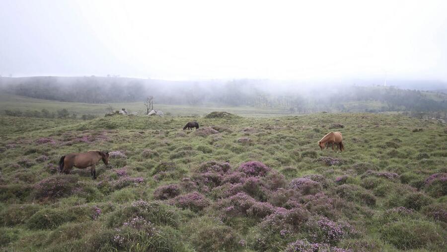 Entre as devanditas actuacións inclúense rozas en queirogais