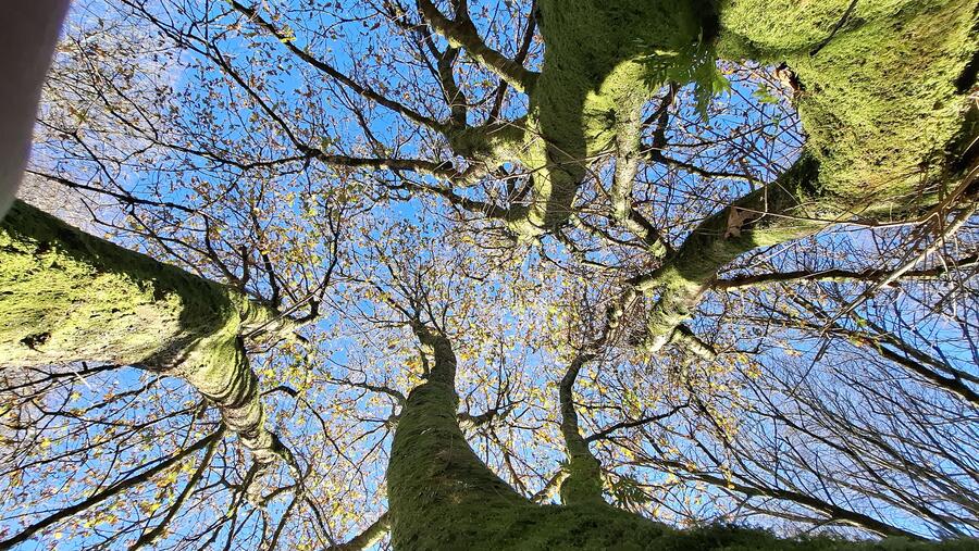 O premio busca mellorar a calidade de vida e o benestar das persoas que viven e traballan no medio rural galego. FOTO: Santi Alvite