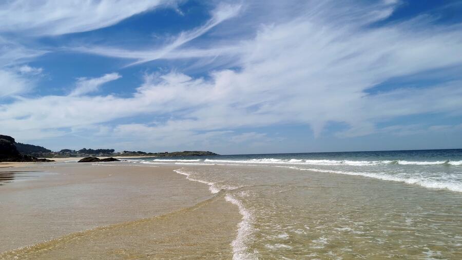 A USC desenvolverá ferramentas para detectar a distribución da alga asiática invasora en Galicia