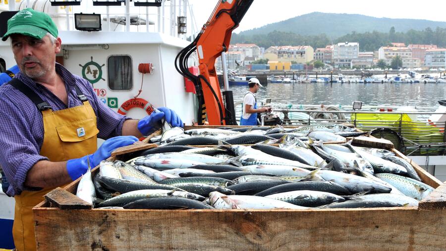 O obxectivo é a modelización dunha campaña de promoción do consumo de peixe