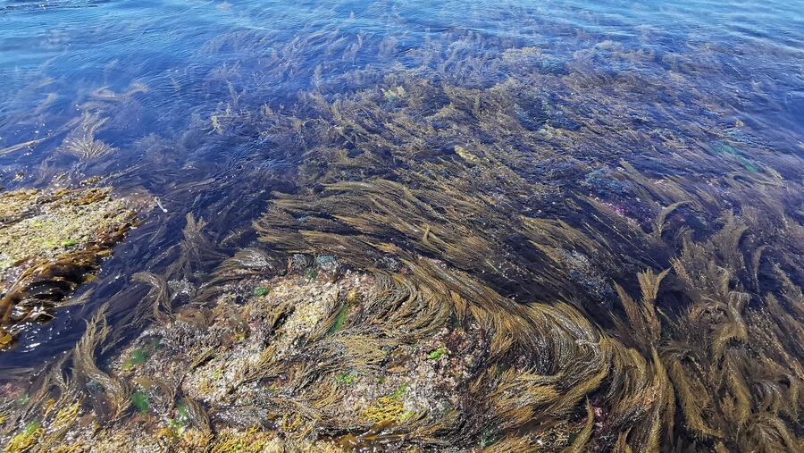 Ao longo da xornada, representantes das diferentes entidades do Grupo Operativo presentarán  os resultados obtidos ata a data na validación experimental destes bioestimulantes. Imaxe de arquivo de algas mariñas. FOTO: Santi Alvite