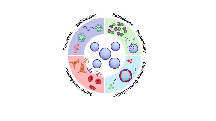 Máis aló da súa estabilidade, as novas microgotas mostran un comportamento biomimético destacable: poden encapsular proteínas de forma selectiva, facilitar reaccións encimáticas en fervenza e establecer procesos de comunicación química similares aos que ocorren entre células vivas.