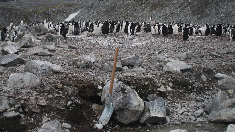 Pingüineira. Foto: Jesús Ruíz Fernández