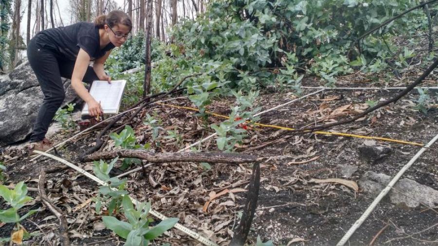 Unha investigadora toma datos nunha zona incendiada